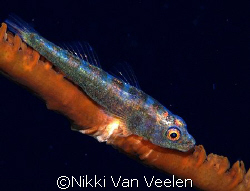 whip goby taken at Shark ov\bservatory with e300 and 105m... by Nikki Van Veelen 
